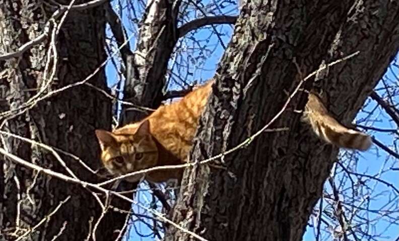 Cat Shows Up At Woman s House To Watch Bird Videos The Dodo