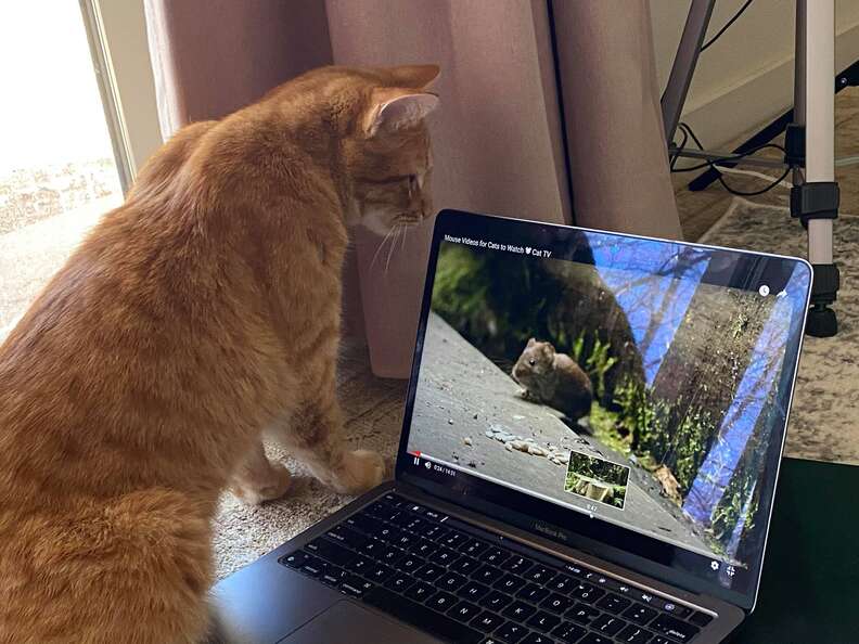 Cat Shows Up At Woman s House To Watch Bird Videos The Dodo