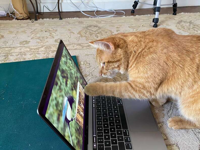 cat videos