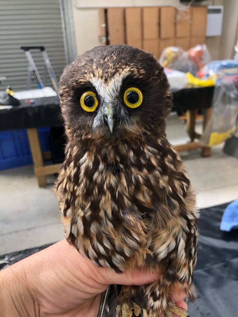 Baby Owl Taking A Bath - Screech Owl Having A Bath And Then Being Dried ãã¯ã­ã¦ã®ã¯ã¦ã¡ãã æ°´æµ´ã³ããä¹¾ç¥ã¾ã§ Youtube - Видео screech owl taking a bath канала cbshelby.