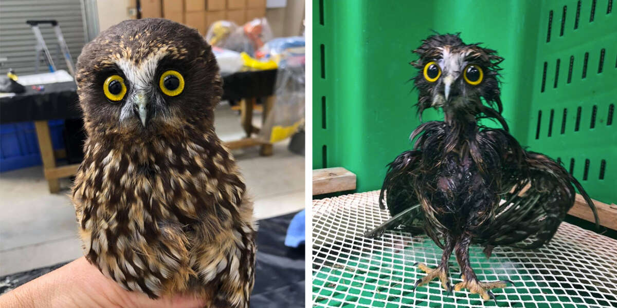 This Little Rescue Owl Needed A Bath, And The Photos Are Adorable - The