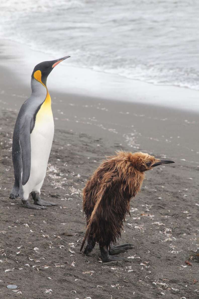 Awkward molting penguin chick