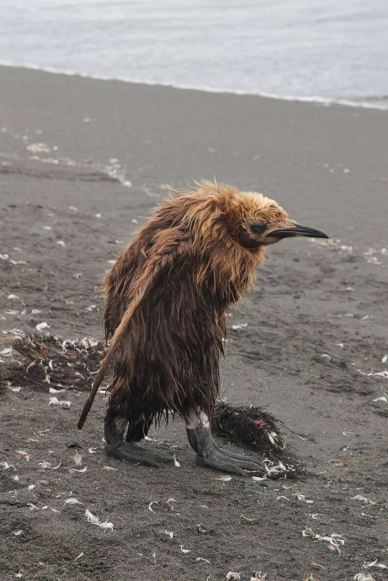 Molting king penguin chick in Antartica