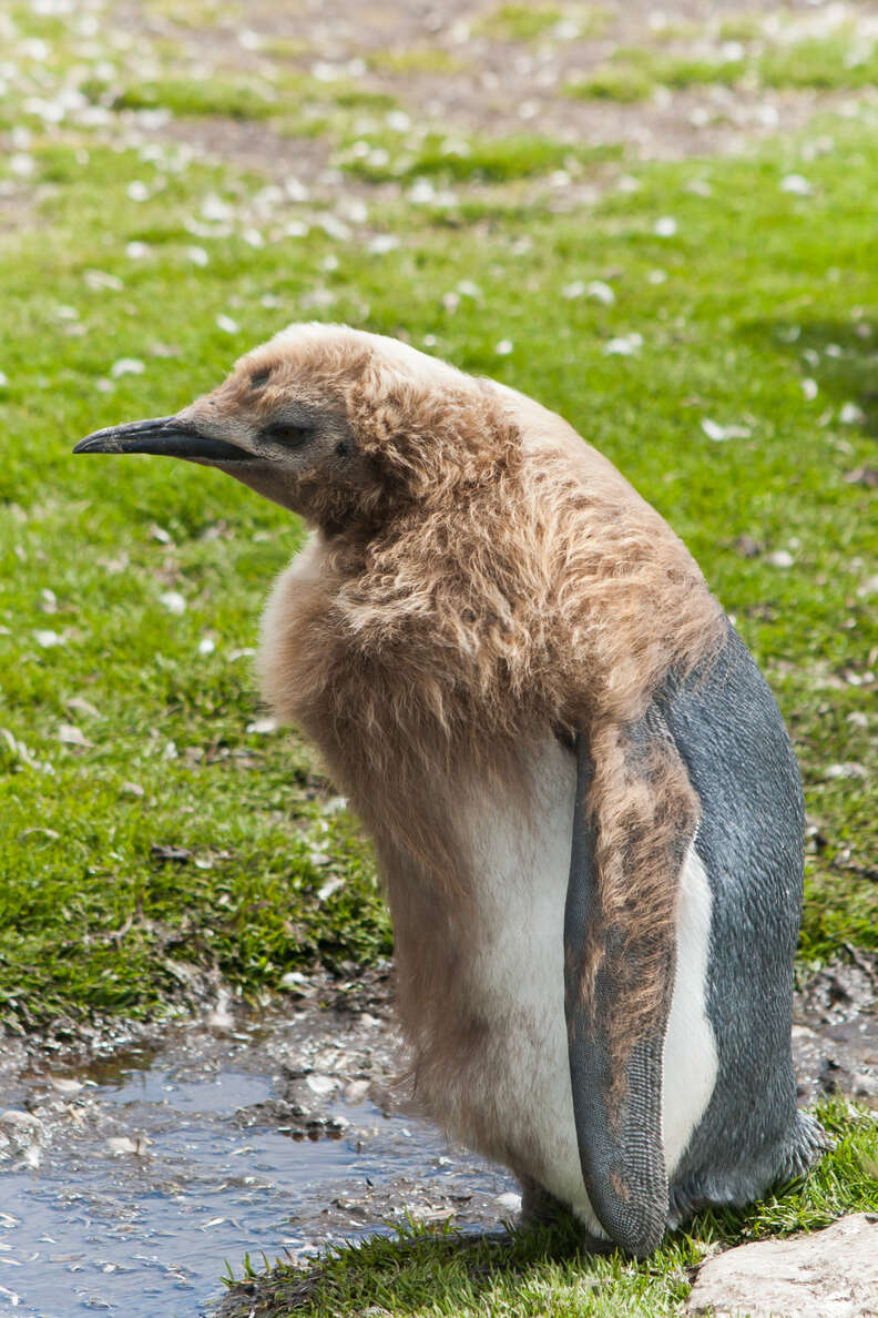 A king penguin in an awkward stage of molting