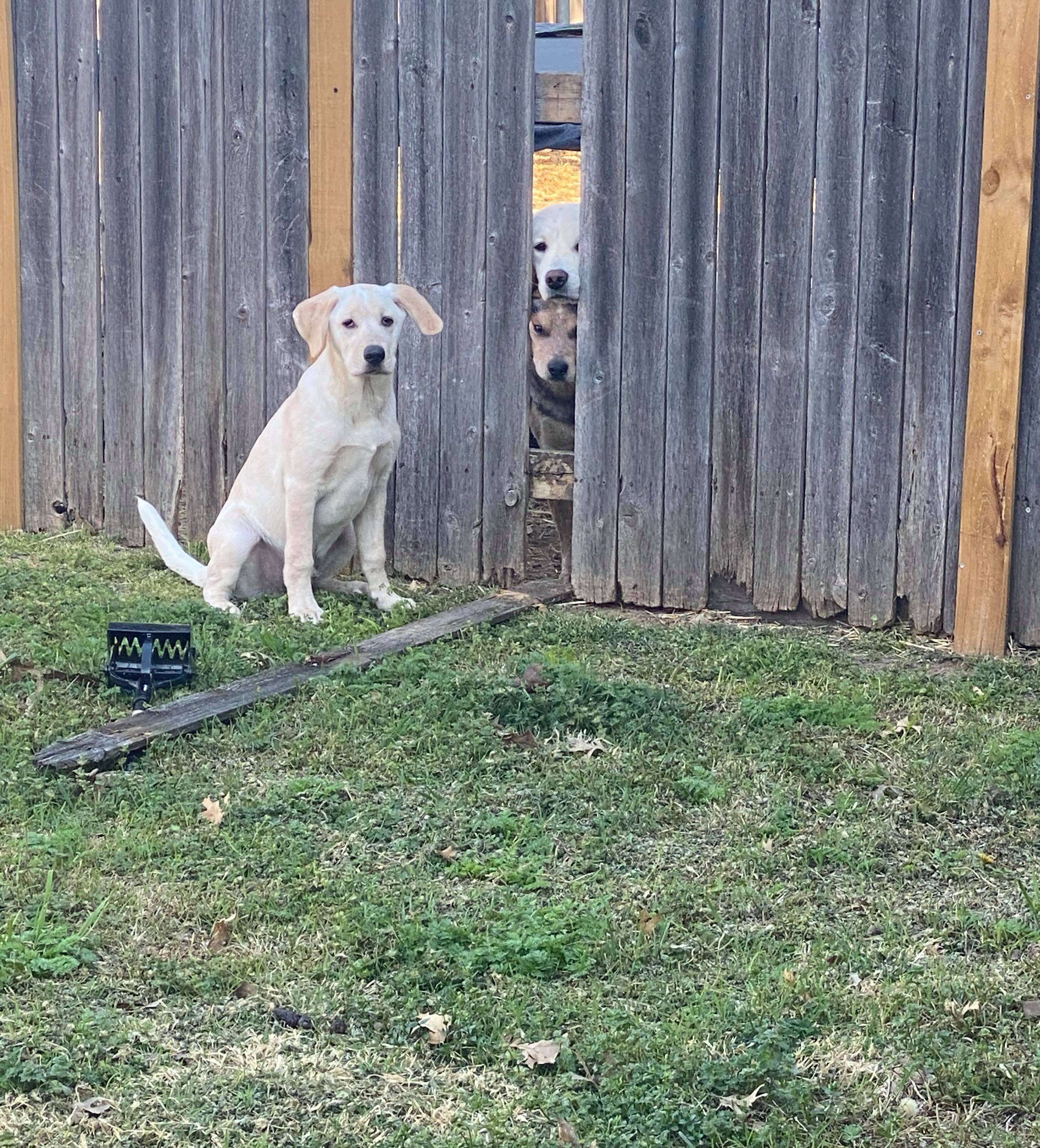 Dog tries to tear down fence to help his friends escape