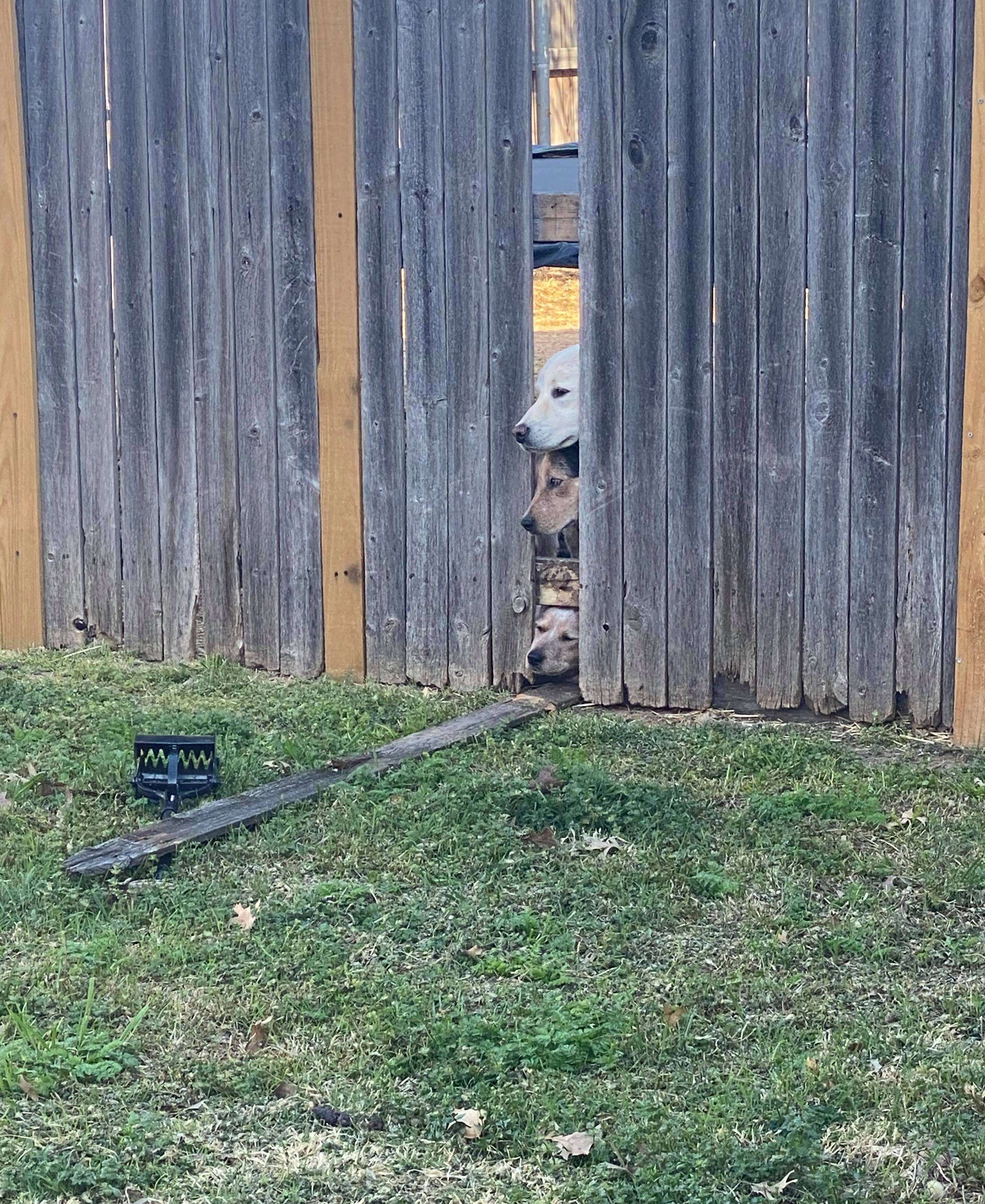Dog Caught Trying To Break His Friends Out Of Yard