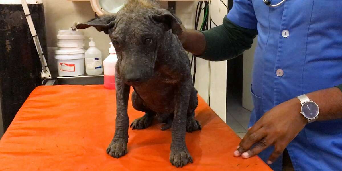 Dog Who Had Turned To Stone Looks So Different Now That He Has A Home ...