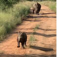 Adorable Baby Rhino Wants People To Know How Big And Tough And Scary He Is