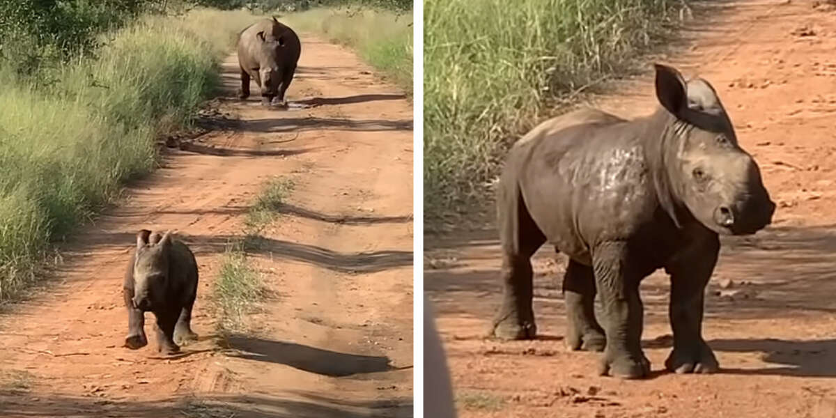 Adorable Baby Rhino Tries To Show People How Big And Tough He Is - The Dodo