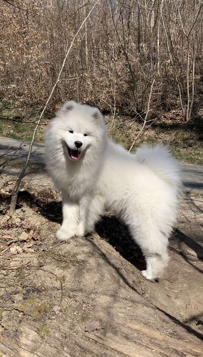 cute dog