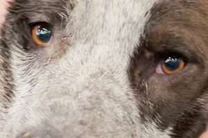 Dog Freed From Tire Picks Out His First Toy