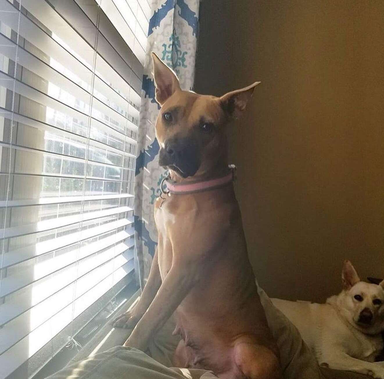 dog window