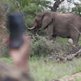 Help Protect African Wildlife and Stop Poachers From Your Home
