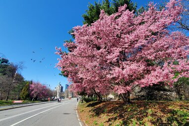 New York City Department of Parks & Recreation