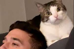 Woman Becomes Third Wheel In Her Cat And Husband's Relationship