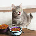 Cat food recall