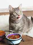 Cat food recall
