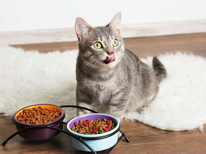 Cat Food Recall 2021 Meow Mix Recalls Cat Food Over Salmonella