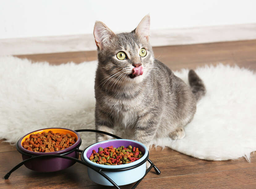 Meow mix wet food recall best sale