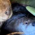 Beaver And Otter Play 24/7