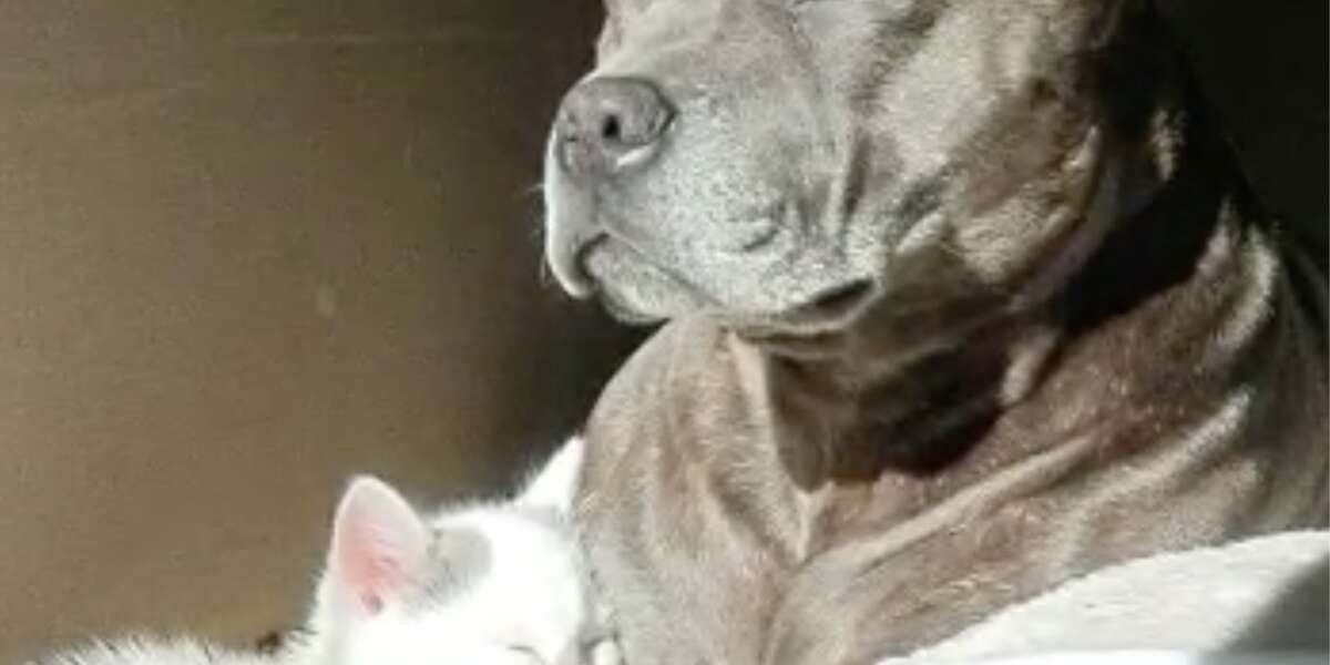 Pittie Was So Scared Of This Tiny Kitten - Videos - The Dodo