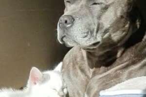 Pittie Was So Scared Of This Tiny Kitten