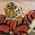 Tiniest Tiger Cub Is A Wild Man Now