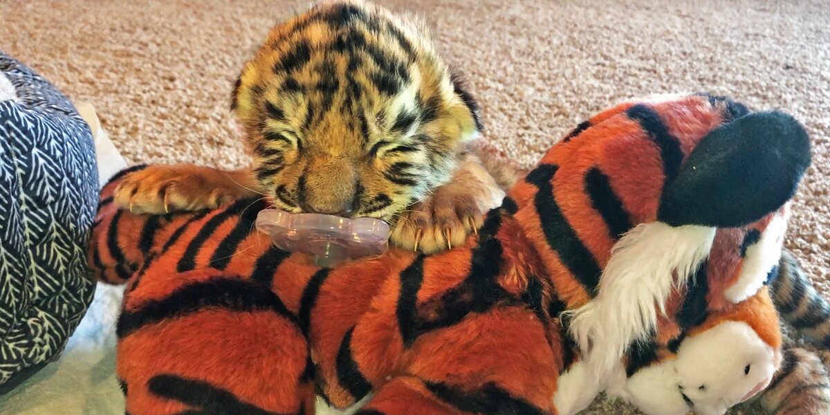 Tiger Dad Watches Over Cubs - The Tiniest Tiger