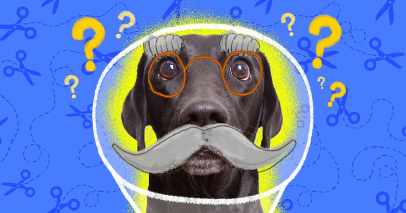 How Old is Too Old to Neuter a Dog