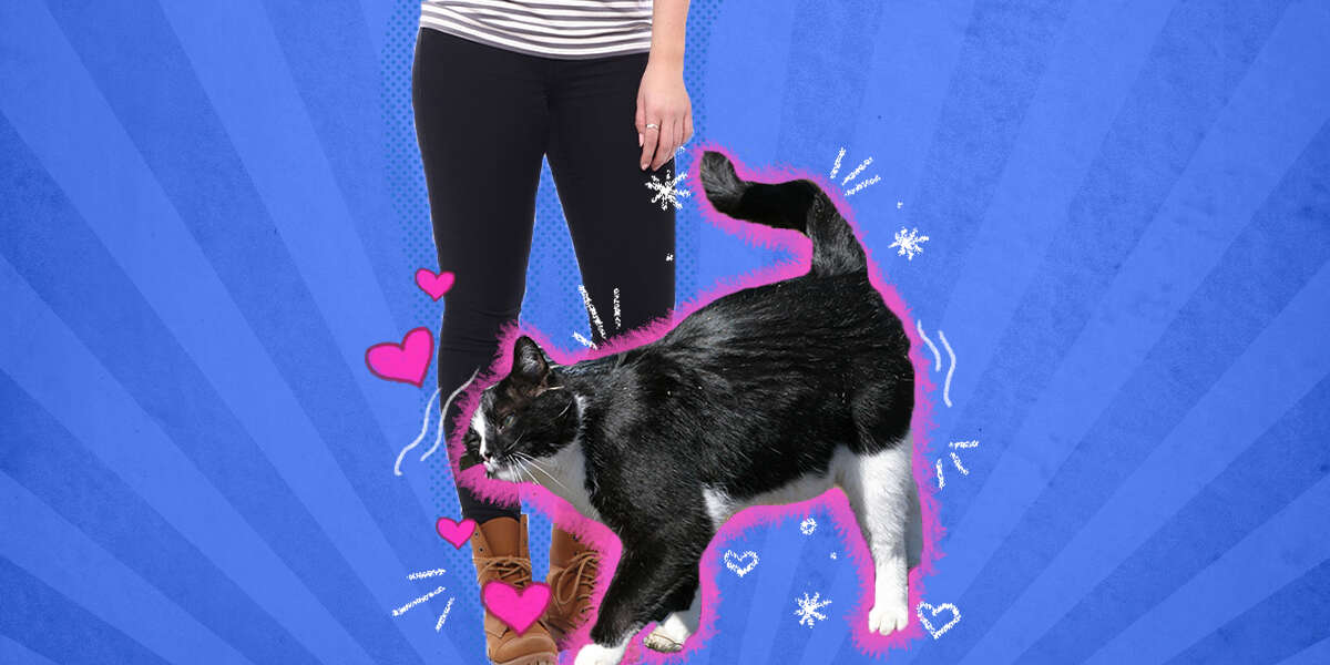 Why Does My Cat Rub Against Me? DodoWell The Dodo