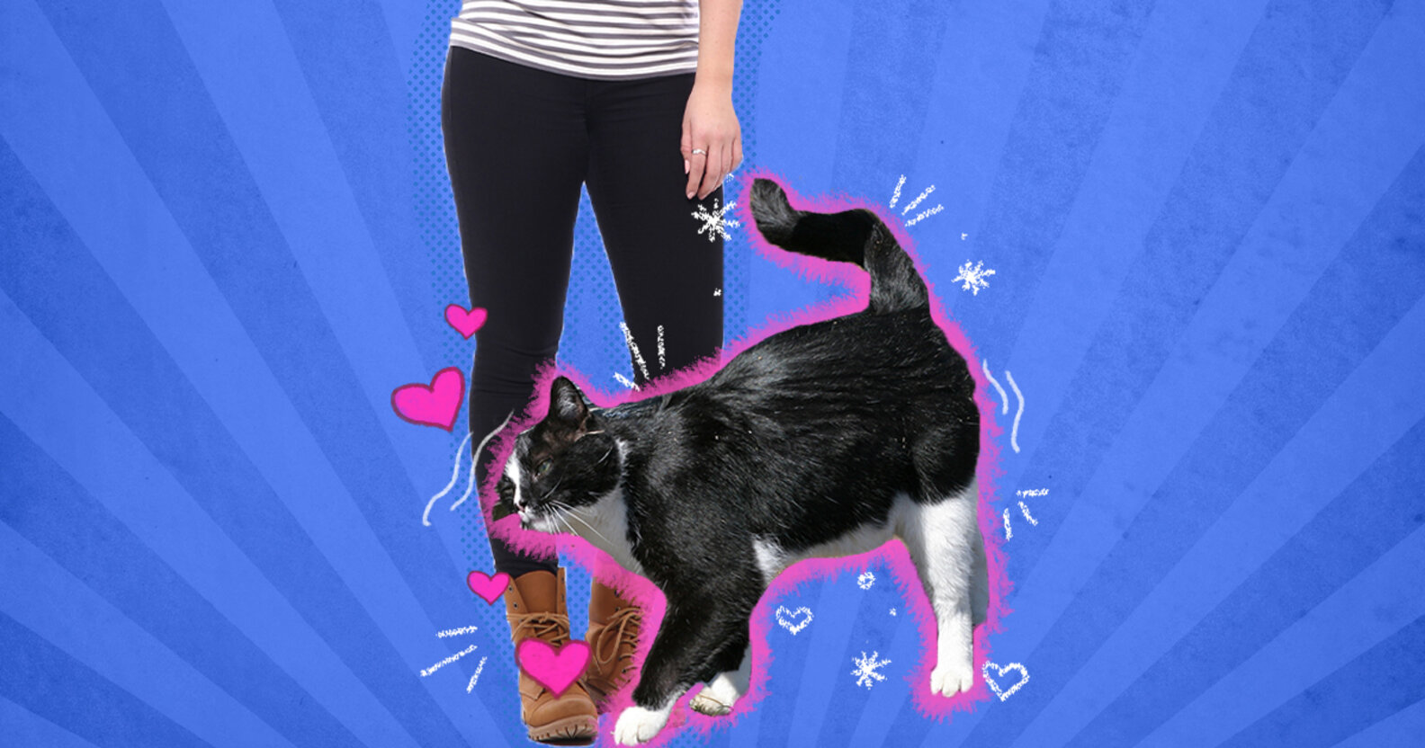 Why Does My Cat Rub Against Me? DodoWell The Dodo