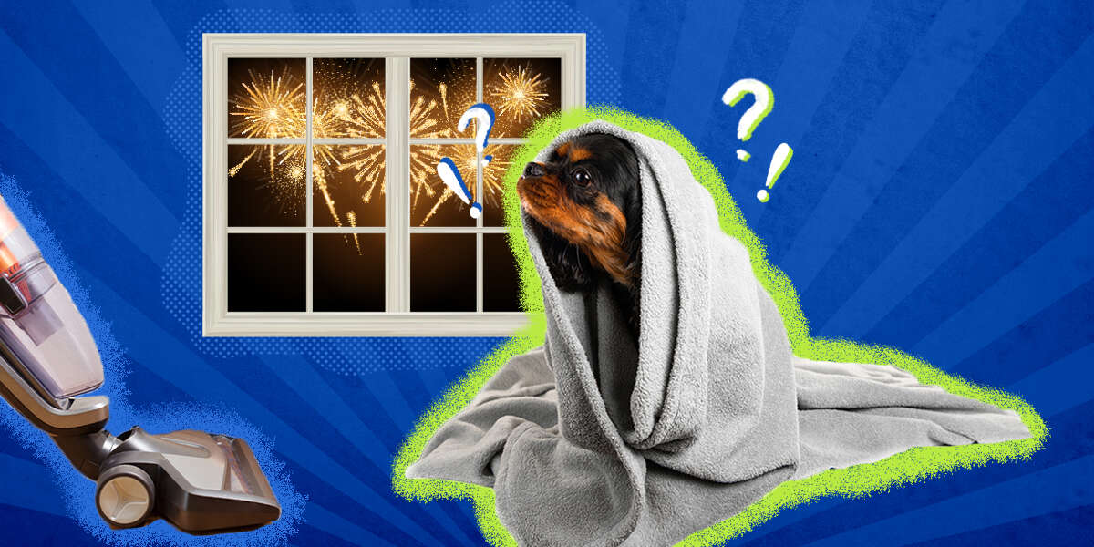 Why Is My Dog Scared Of Everything? DodoWell The Dodo
