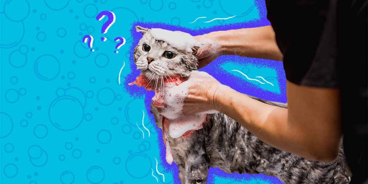 Do Cats Need To Be Groomed? DodoWell The Dodo