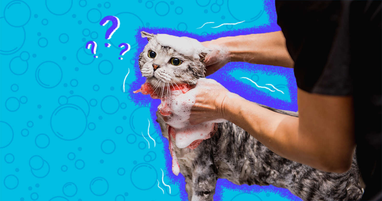 Do Cats Need To Be Groomed DodoWell The Dodo do-cats-need-to-be-groomed-dodowell-the-dodo