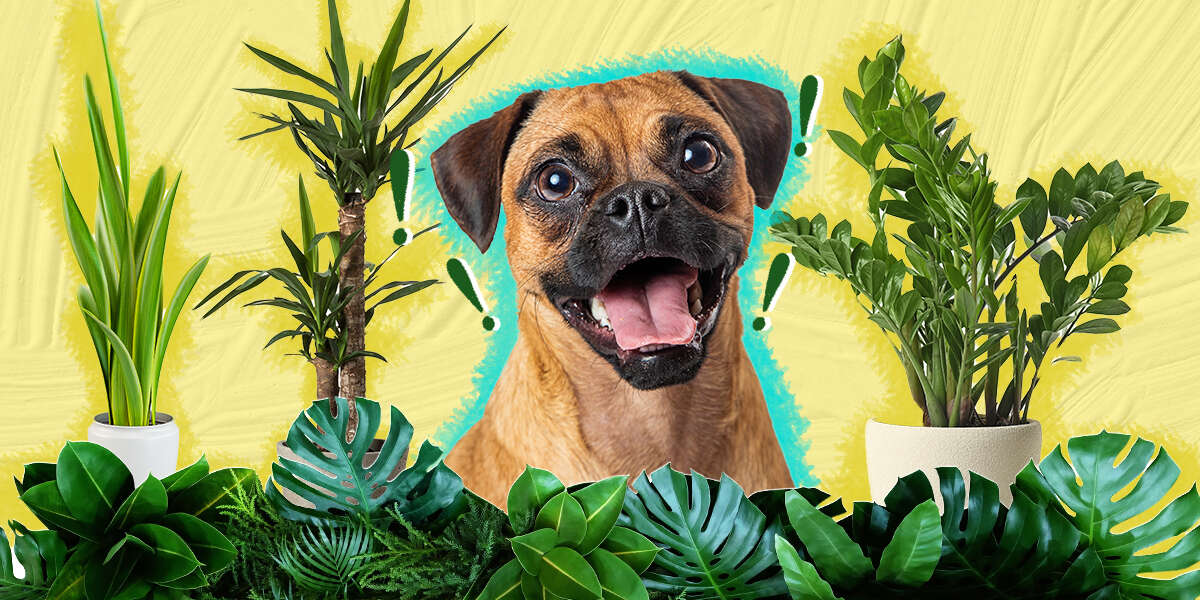 11 Indoor Plants Are Safe For Dogs DodoWell The Dodo