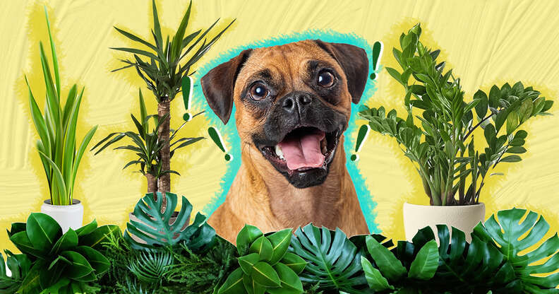 Indoor plants safe for hot sale dogs