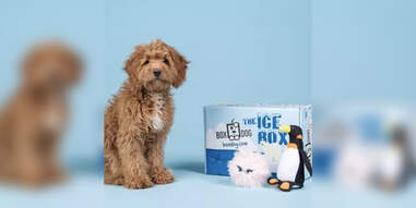 dog subscription box