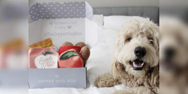 dog subscription box