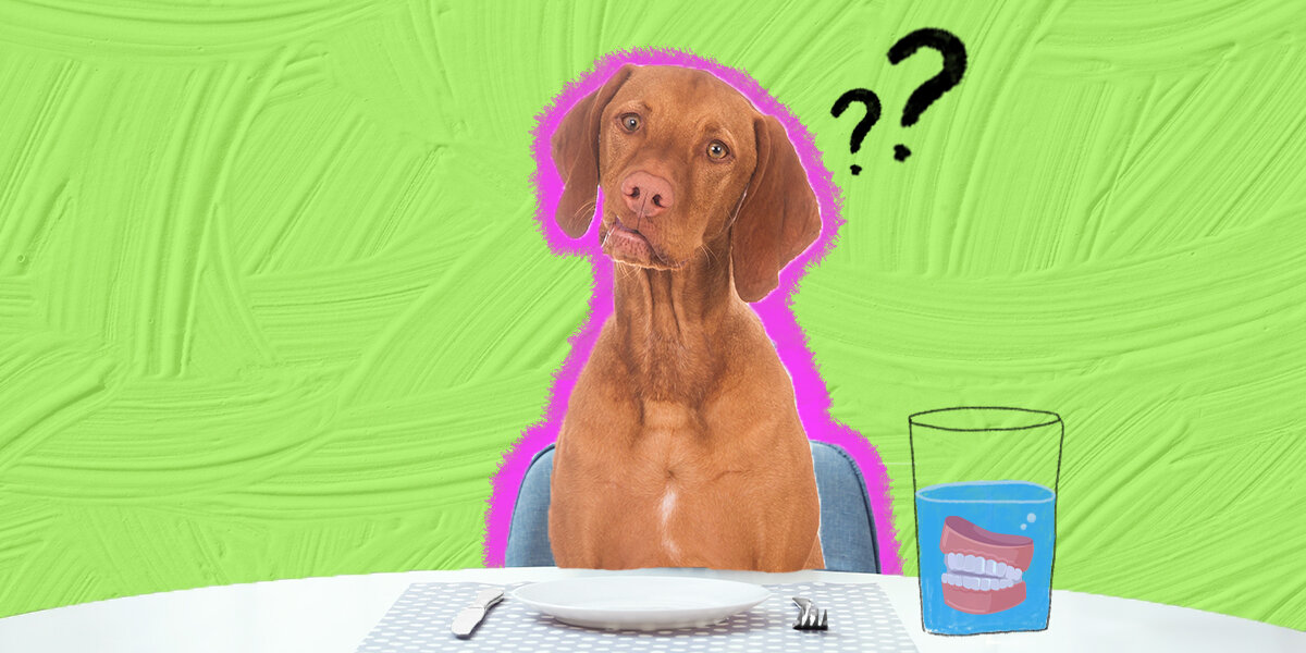 Best dog food for small dogs with no teeth online