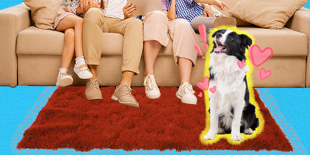 The Best Dog Breeds For Families DodoWell The Dodo