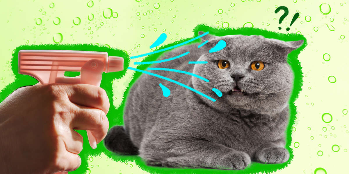 The Truth About Spraying Cats With Water - DodoWell - The Dodo