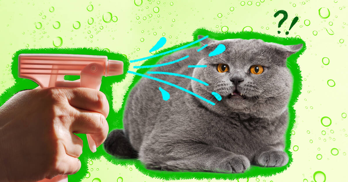 The Truth About Spraying Cats With Water Dodowell The Dodo