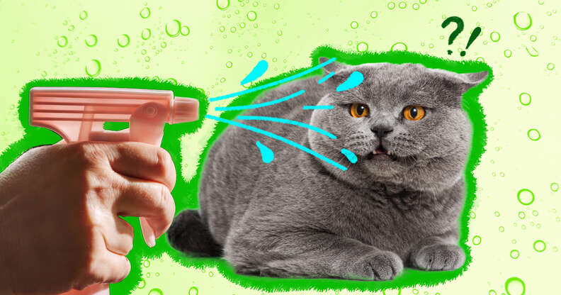 spraying cat with water