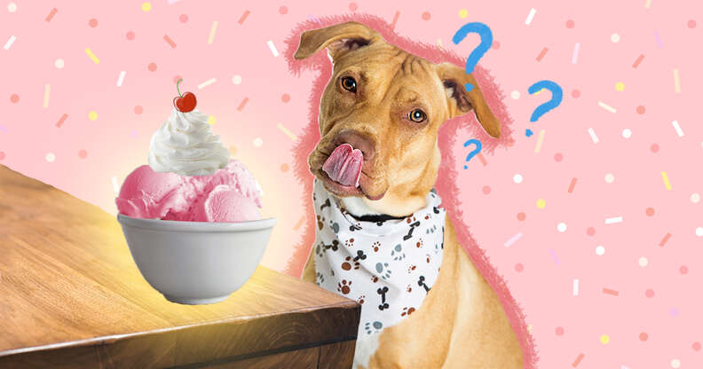 Ice Cream for Dogs