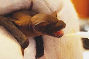 Baby Bat Gets The Cutest Little Milk Mustache