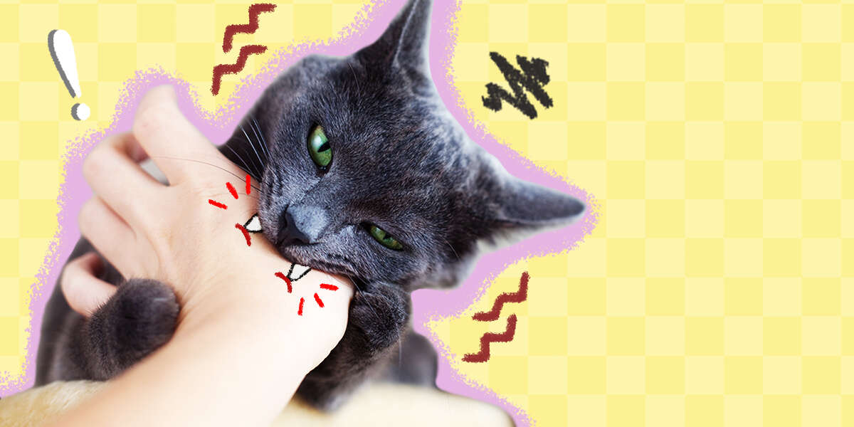 Why Does My Cat Bite Me? DodoWell The Dodo