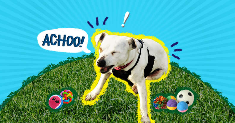 Dogs about to hot sale sneeze