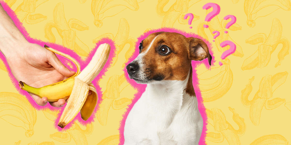 can i feed banana to puppy