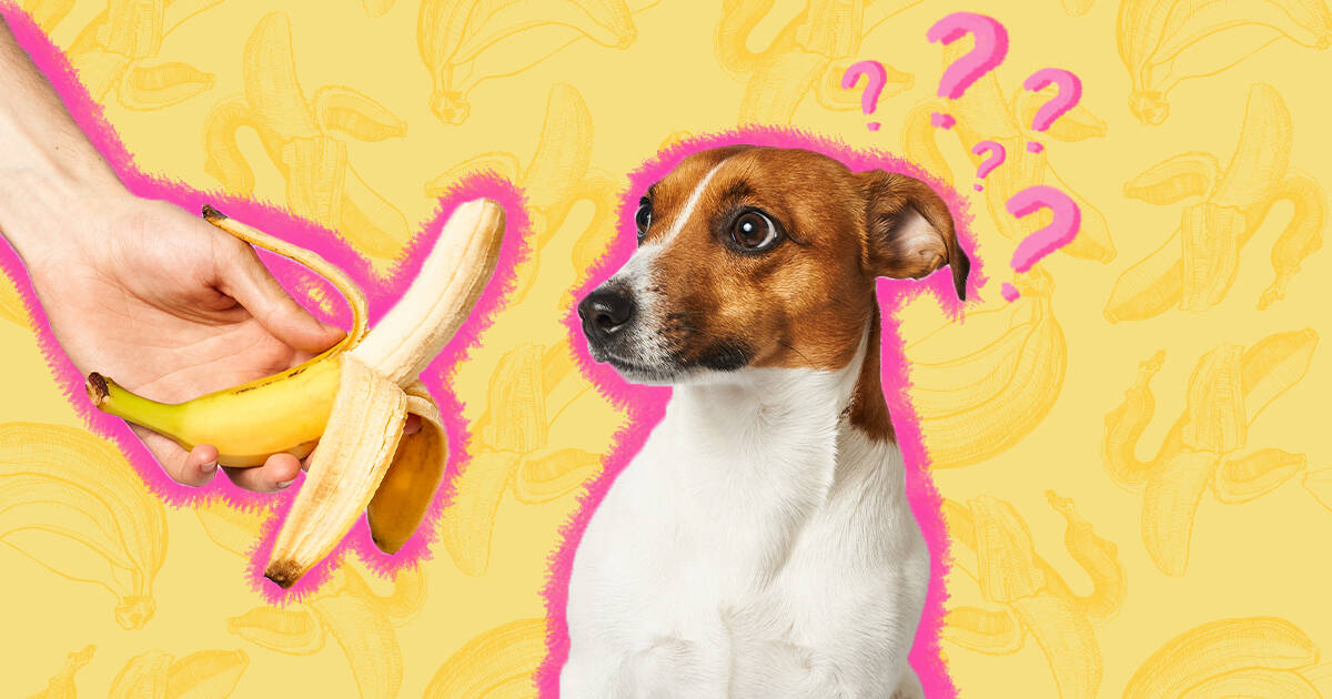 Are banana peels shop bad for dogs