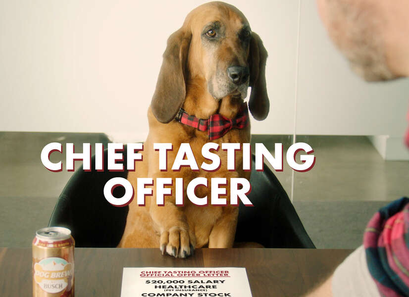 Busch Wants to Hire Your Pup to Taste Its Dog Brew & It Pays 20,000 Thrillist